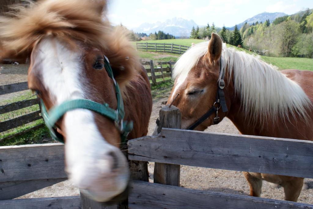 Bodenhof Ferienwohnungen ฟีบาบรุนน์ ภายนอก รูปภาพ