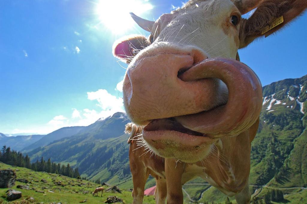 Bodenhof Ferienwohnungen ฟีบาบรุนน์ ภายนอก รูปภาพ